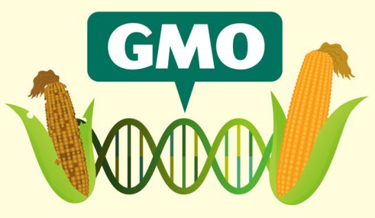 GMO – dobro czy zło?