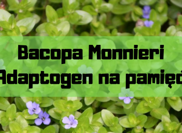 Bacopa monnieri – adaptogen na pamięć