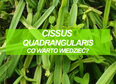 Cissus Quadrangularis – Co warto wiedzieć?