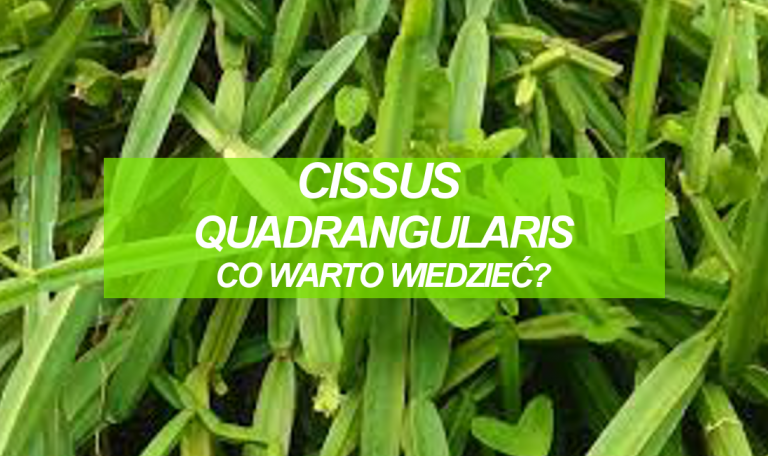 Cissus Quadrangularis Co Warto Wiedzieć Testosterone Wiedza 8769
