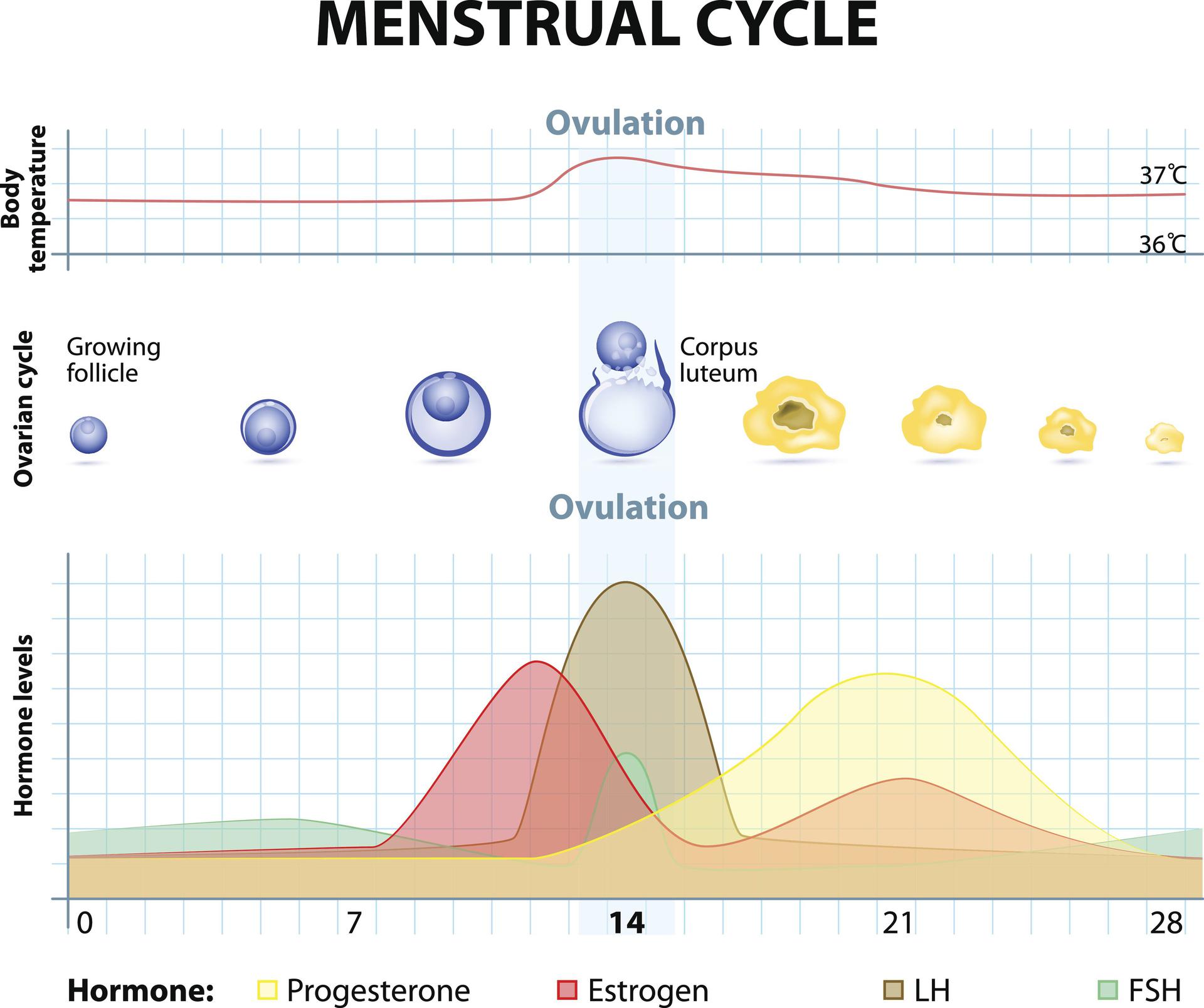 Cykl Menstruacyjny Wplyw Na Mase Ciala Testosterone Wiedza