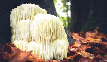 Lion’s Mane (Soplówka jeżowata) – działanie, dawkowanie