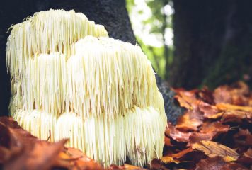 Lion’s Mane (Soplówka jeżowata) – działanie, dawkowanie