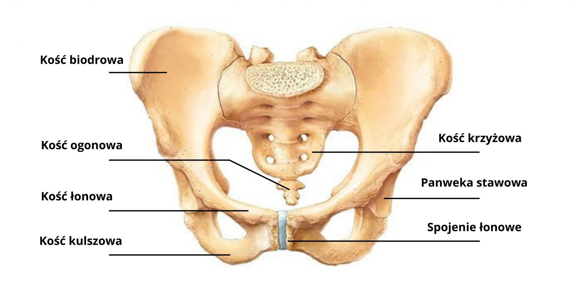 Костный мозг подвздошной кости. Кости таза лонная кость анатомия. Анатомия костей таза лонная кость. Скелет таза и копчика. Подвздошная кость на скелете.