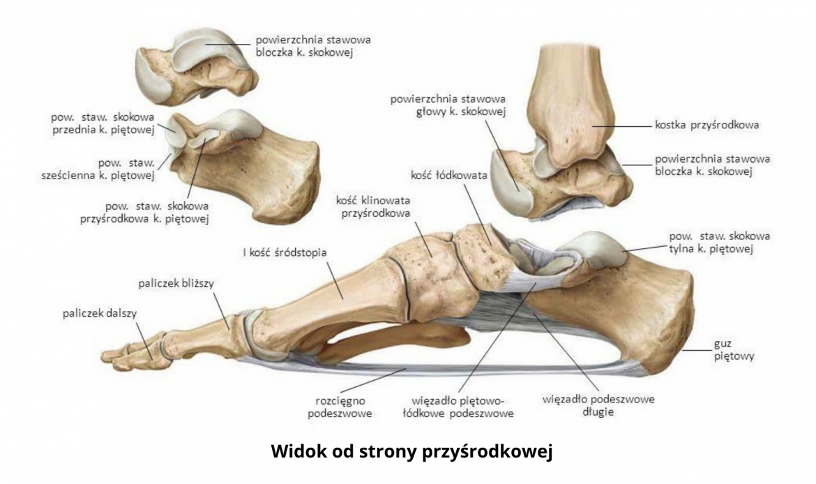 Mobilizacja Stawu Skokowego - Testosterone Wiedza