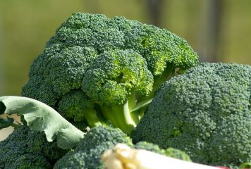 Brokuł – warzywo  o niezwykłych właściwościach   