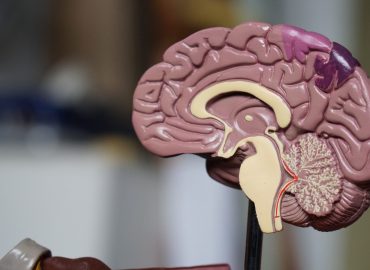 Krążenie krwi w mózgu i sposoby jego polepszenia