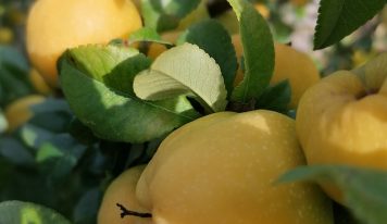 Pigwa – niedoceniany owoc o wielu właściwościach