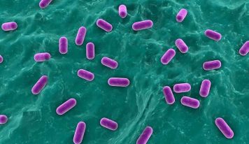 Bacillus Coagulans (Lactospore) – probiotyk glebowy o wielokierunkowym działaniu