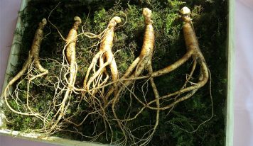 Panax Ginseng, czyli żeń-szeń o wszechstronnym działaniu