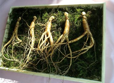 Panax Ginseng, czyli żeń-szeń o wszechstronnym działaniu
