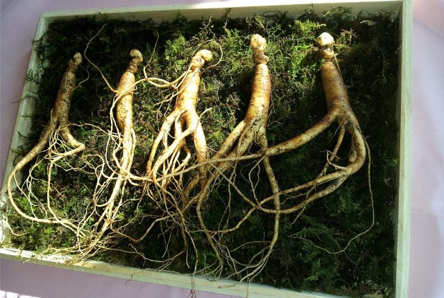 Panax Ginseng, czyli żeń-szeń o wszechstronnym działaniu