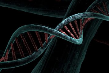 Geny a trening-dlaczego nie każdy reaguje tak samo?