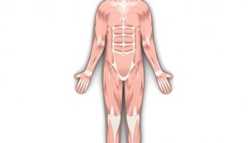 Anatomia w pracy trenera personalnego-Jakie podstawy powinien znać, żeby być kompetentnym specjalistą od ruchu?