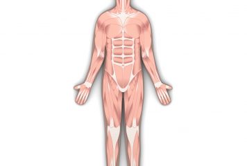 Anatomia w pracy trenera personalnego-Jakie podstawy powinien znać, żeby być kompetentnym specjalistą od ruchu?