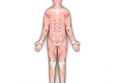 Anatomia w pracy trenera personalnego-Jakie podstawy powinien znać, żeby być kompetentnym specjalistą od ruchu?