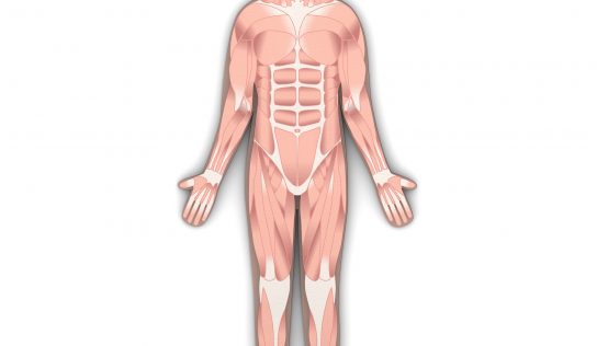 Anatomia w pracy trenera personalnego-Jakie podstawy powinien znać, żeby być kompetentnym specjalistą od ruchu?