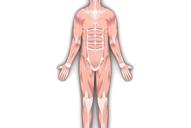 Anatomia w pracy trenera personalnego-Jakie podstawy powinien znać, żeby być kompetentnym specjalistą od ruchu?