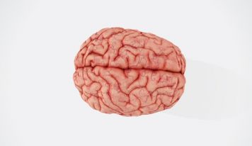Aktywność fizyczna a kobiecy mózg: mechanizmy, starzenie się i prewencja neurodegeneracji