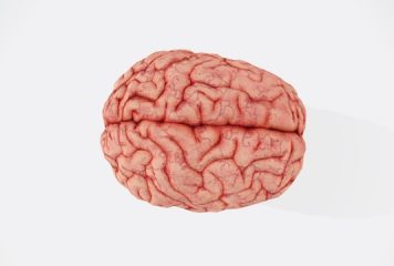 Aktywność fizyczna a kobiecy mózg: mechanizmy, starzenie się i prewencja neurodegeneracji
